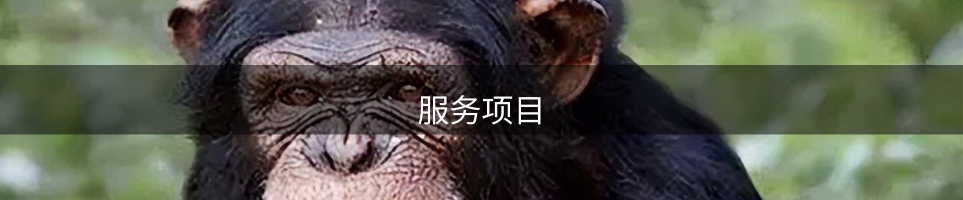 服务项目